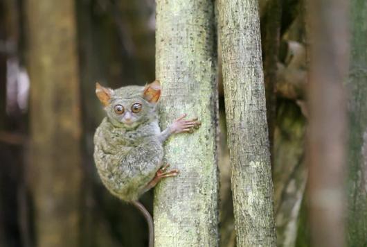 primata terkecil di dunia manado